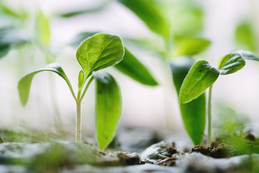 Thoughts on Right Diligence and the 4 Mantras