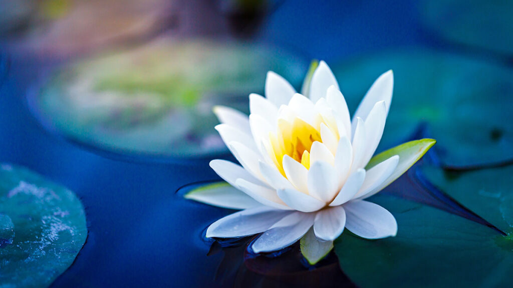 3 Jewels Sangha - five mindfulness trainings